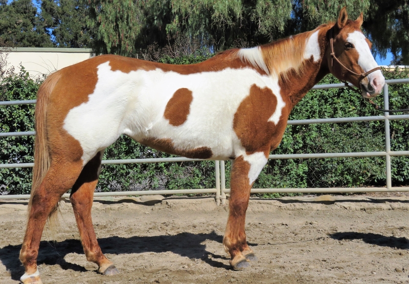12 YEAR OLD 15.3 HAND RED DUN OVERO PAINT MARE ** VIDEO ** For Sale in