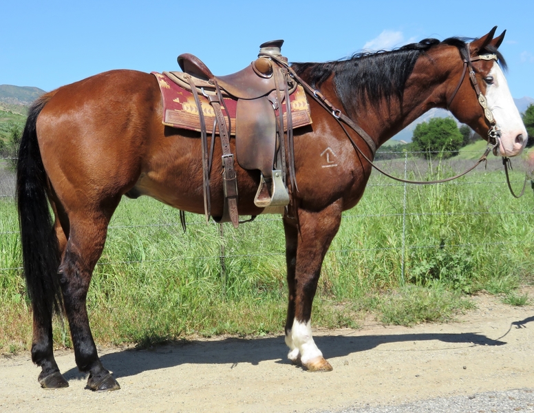 16.2 HAND 10 YEAR OLD SOLID BAY PAINT GELDING **SOLD** For Sale in