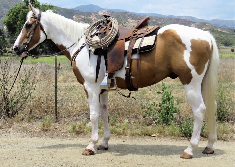 15 HAND 14 YR PALOMINO PAINT GELDING For Sale in Ventura, California
