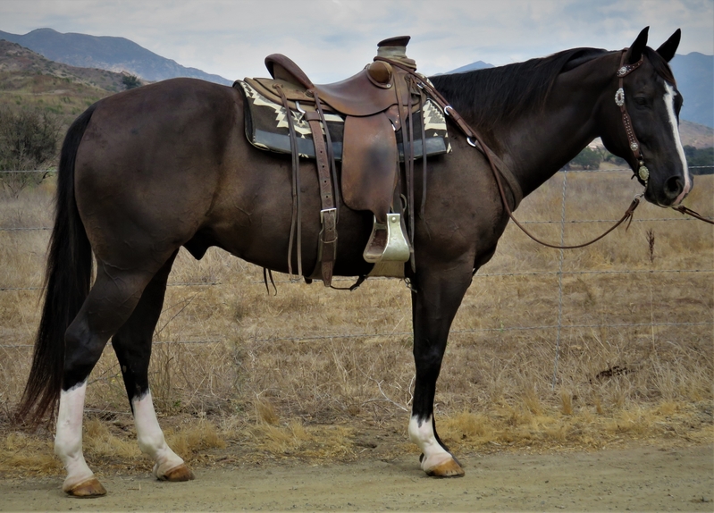 10 YEAR OLD 15.2 HAND BLACK GELDING **SOLD** For Sale in Ventura ...