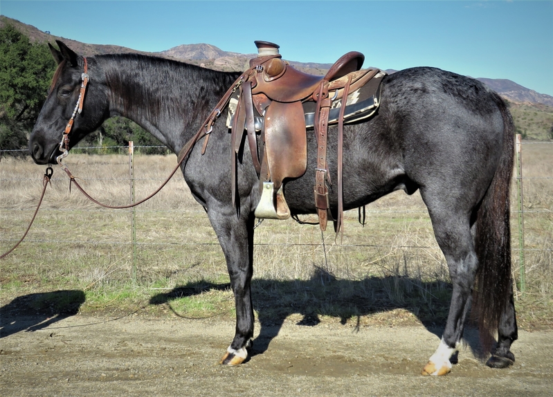 8 YEAR OLD 15.1 HAND BLUE ROAN GELDING For Sale in Ventura, California