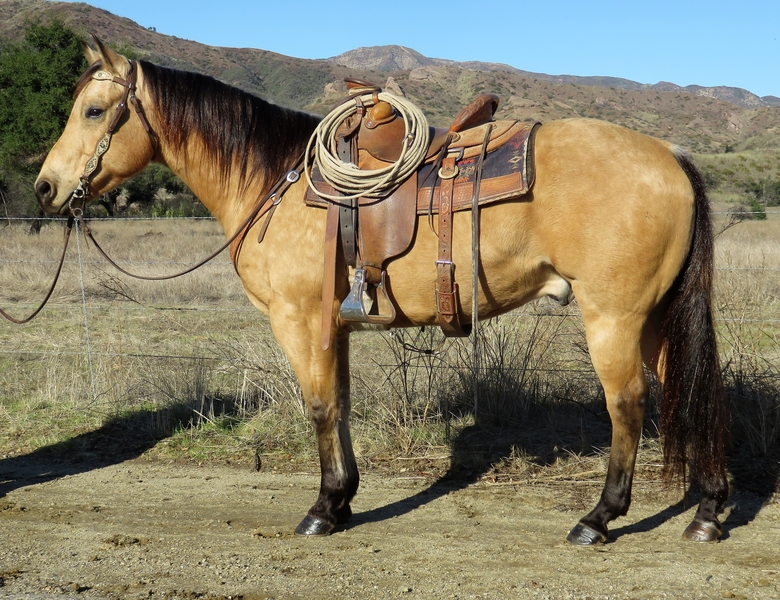 7 YEAR OLD 14.3 HAND BUCKSKIN GELDING For Sale in Ventura, California