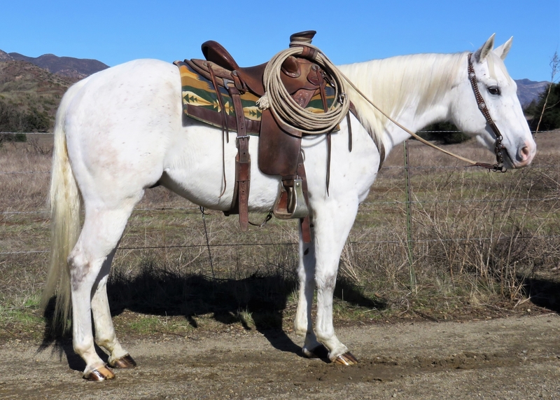 7 YEAR OLD 15 HAND GRAY GELDING For Sale in Ventura, California, United