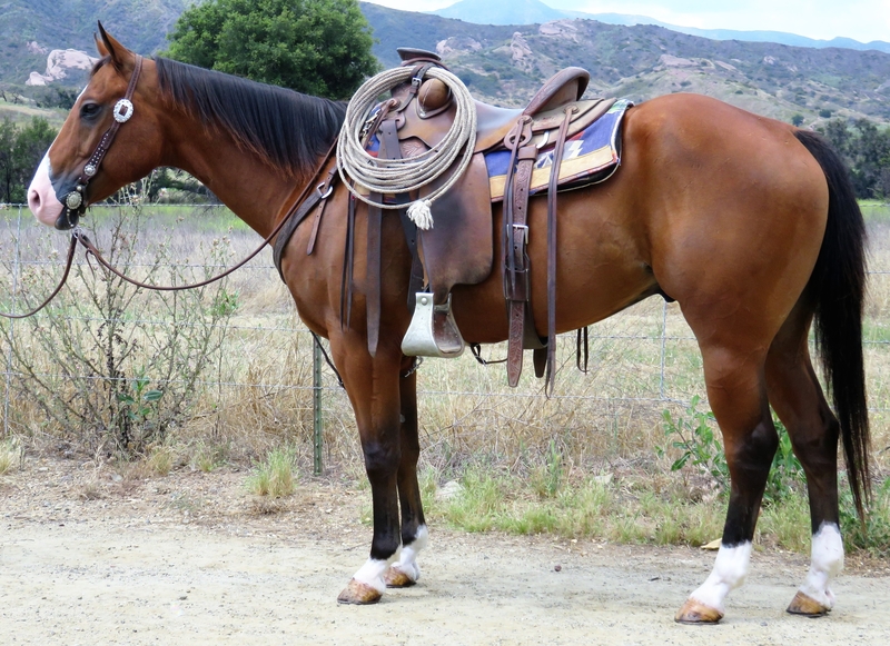 11 YEAR OLD 15 HAND BAY GELDING For Sale in Ventura, California, United