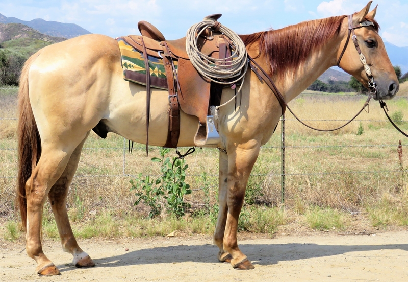 7 YEAR OLD 15.1 + HAND RED DUN GELDING For Sale in Ventura, California