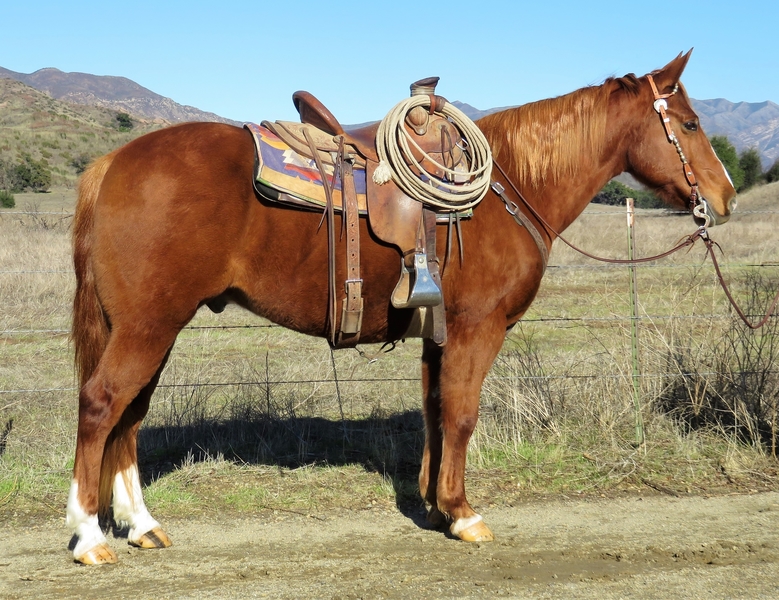 10 YEAR OLD 15.1 HAND SORREL GELDING For Sale in Ventura, California