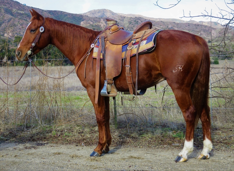 7 YEAR OLD 14.2 HAND SORREL GELDING For Sale in Ventura, California