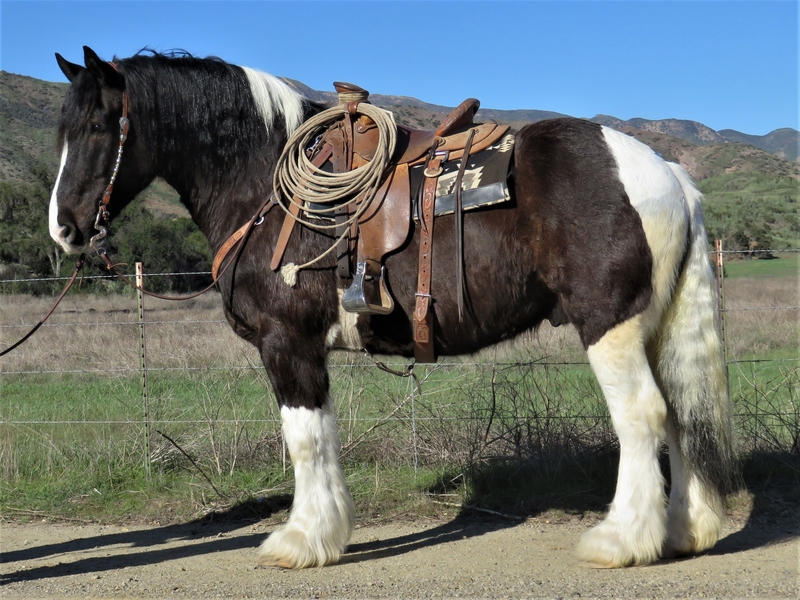 7 YEAR OLD 14.3 HAND BUCKSKIN GELDING For Sale in Ventura, California, United States of America ...