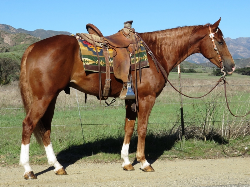 Sorrel Horses for Sale Jerviss Quarter Horses, Oak View