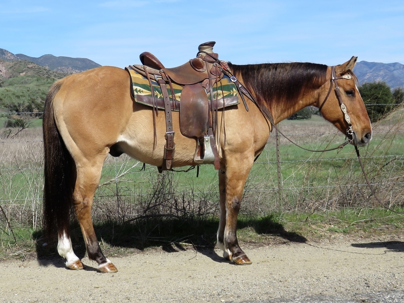 8 YEAR OLD DUN GELDING For Sale in Ventura, California, United States