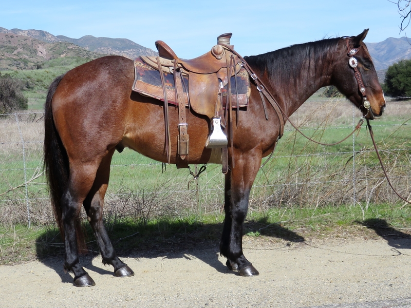 5 YEAR OLD 14.3 HAND BAY ROAN GELDING For Sale in Ventura, California