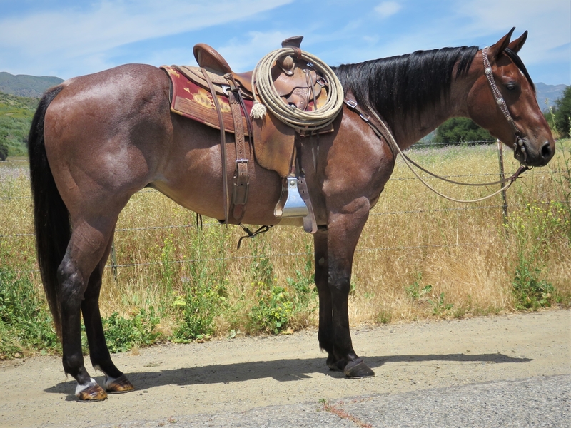Bay Roan Quarter Horses for Sale Jerviss Quarter Horses, Oak View