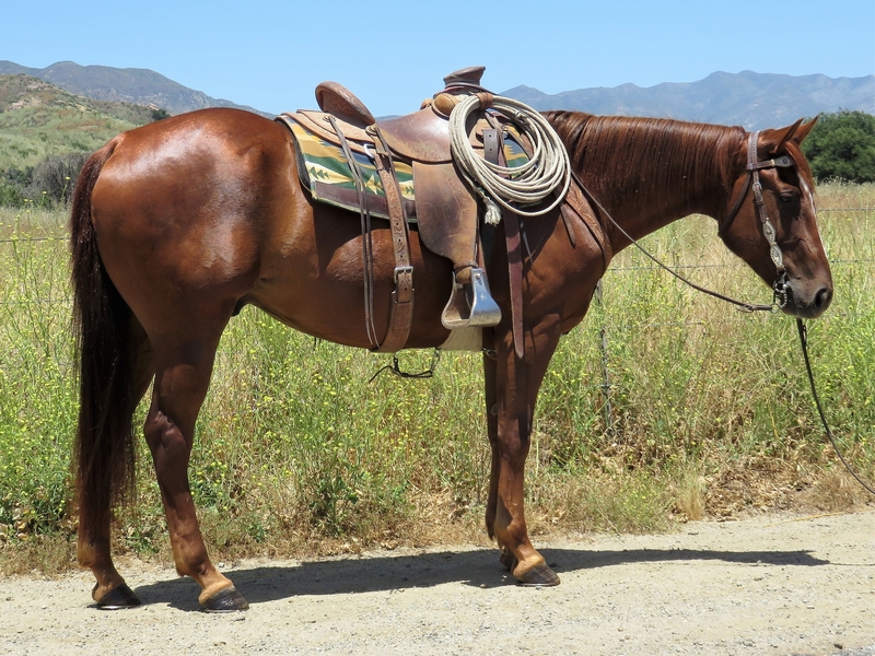 5 YEAR OLD 15.2 HAND SORREL GELDING For Sale in Ventura, California
