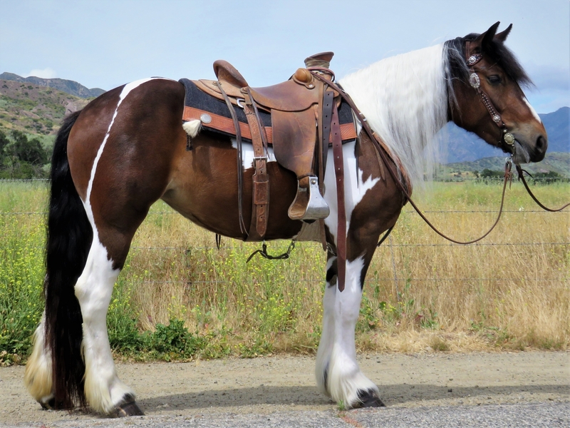3 YEAR OLD CROSSBRED GYPSY For Sale in Ventura, California, United