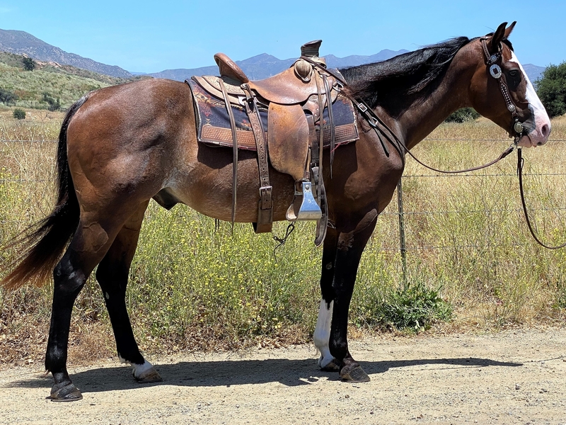 9 YEAR OLD BAY ROAN GELDING For Sale in Ventura, California, United