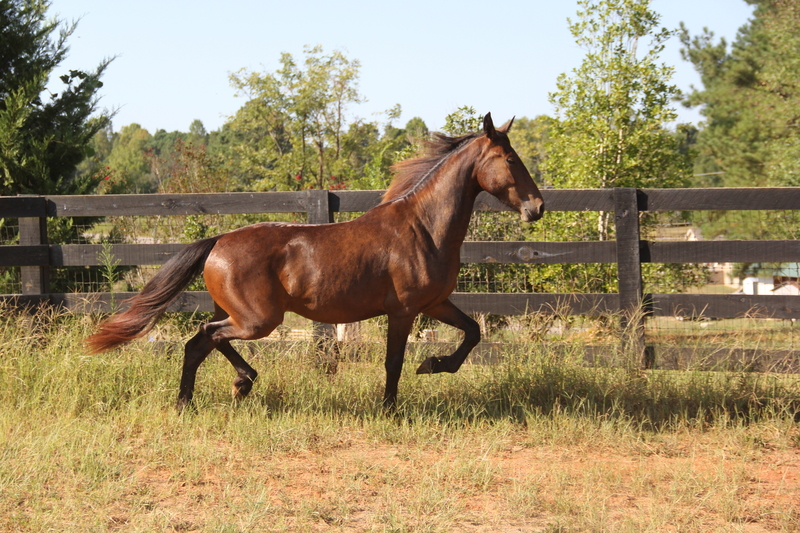 Georgian Grande/ Friesian/ Saddlebred/ Sporthorse