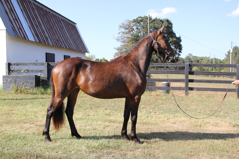 Georgian Grande/ Friesian/ Saddlebred/ Sporthorse