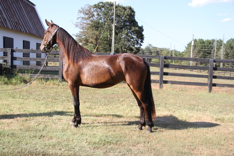 Georgian Grande/ Friesian/ Saddlebred/ Sporthorse