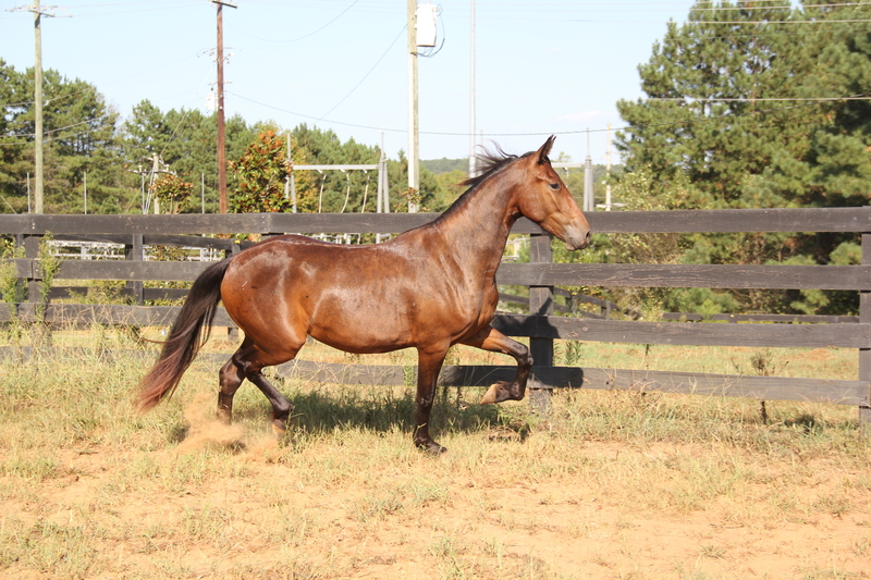 Georgian Grande/ Friesian/ Saddlebred/ Sporthorse