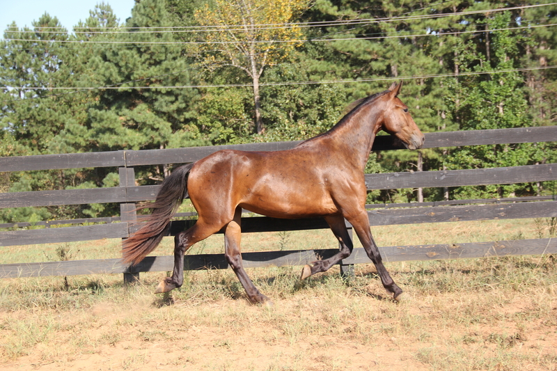 Georgian Grande/ Friesian/ Saddlebred/ Sporthorse