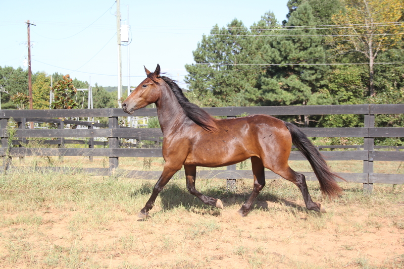 Georgian Grande/ Friesian/ Saddlebred/ Sporthorse