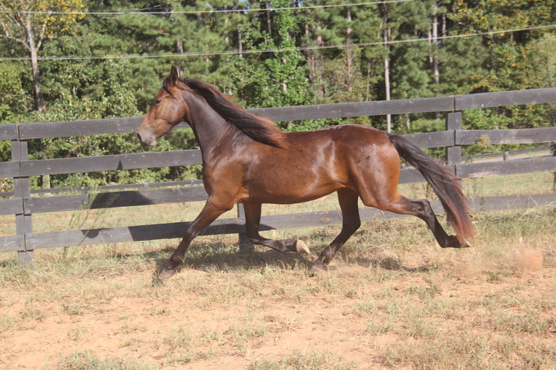 Georgian Grande/ Friesian/ Saddlebred/ Sporthorse