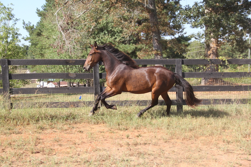 Georgian Grande/ Friesian/ Saddlebred/ Sporthorse