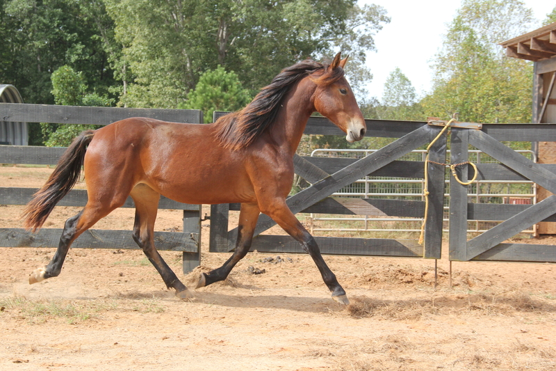 Georgian Grande/ Friesian/Saddlebred / Sporthorse