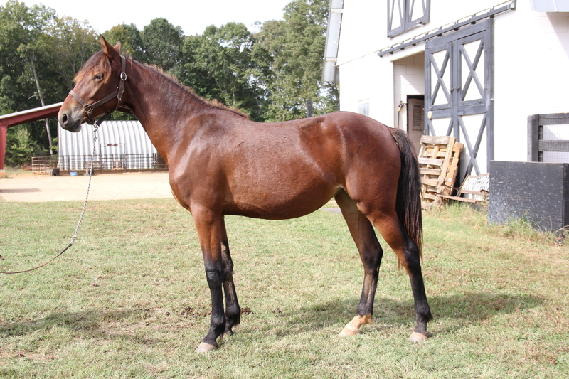 Georgian Grande/ Friesian/Saddlebred / Sporthorse