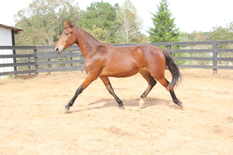 Georgian Grande/ Friesian/Saddlebred / Sporthorse