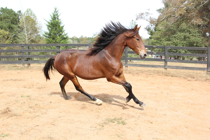 Georgian Grande/ Friesian/Saddlebred / Sporthorse
