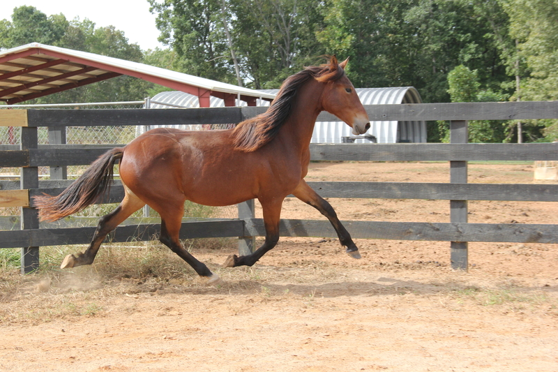 Georgian Grande/ Friesian/Saddlebred / Sporthorse
