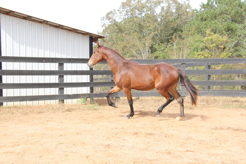 Georgian Grande/ Friesian/Saddlebred / Sporthorse