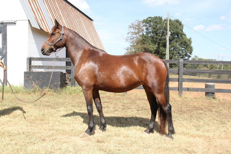 Grande /Saddlebred /Friesian /Sporthorse For Sale in