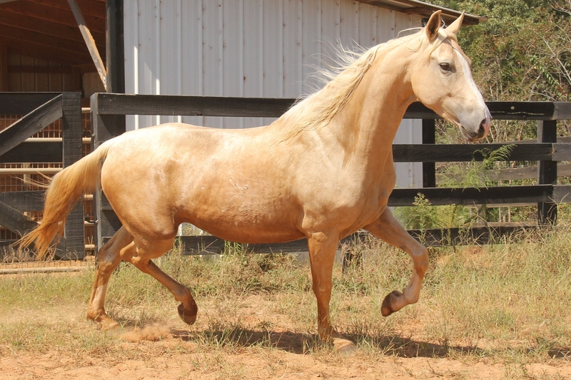 American Saddlebred broodmare