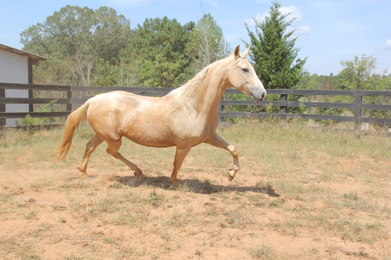 American Saddlebred broodmare For Sale in United States of AmericaStarfire Farm