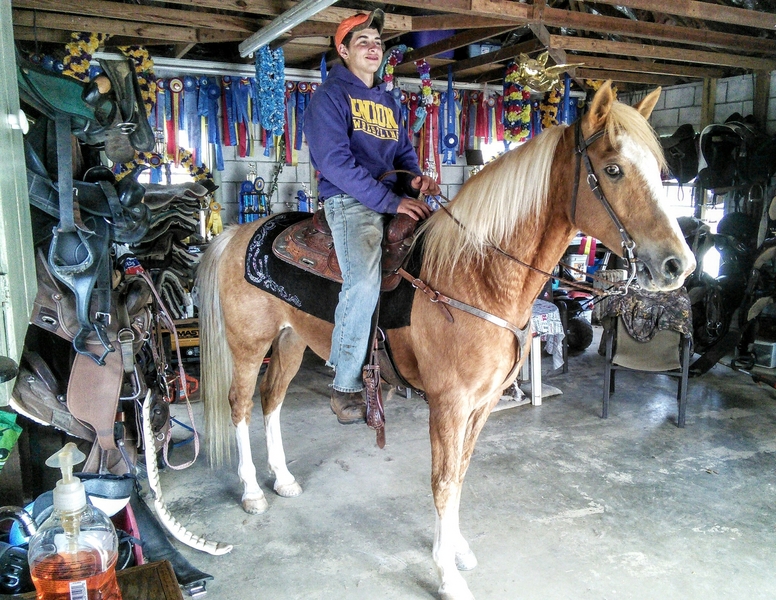 Dream Come True Affordable Baby Horses For Sale That Will Steal Your Heart - s2echcr