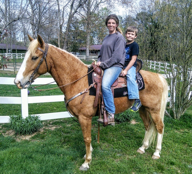 Dream Come True Affordable Baby Horses For Sale That Will Steal Your Heart - rrwq2cg