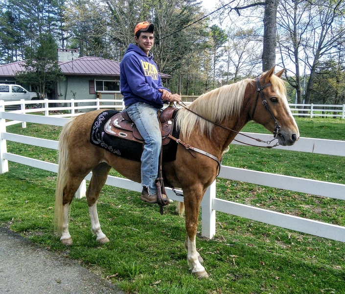 Dream Come True Affordable Baby Horses For Sale That Will Steal Your Heart - e9img9b