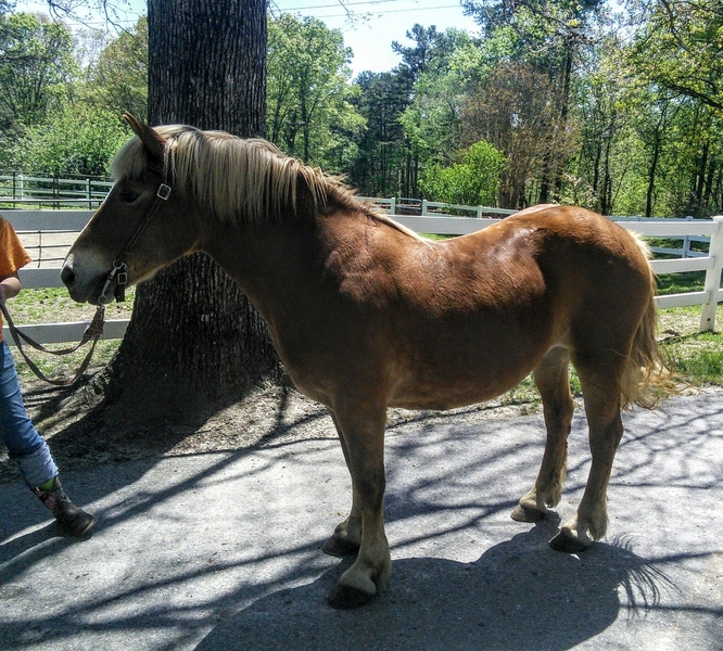 CONFIDENCE BUILDER!!!! GREAT KIDS\BEGINNER HORSE For Sale in Union, United States of