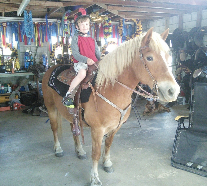 CONFIDENCE BUILDER!!!! GREAT KIDS\BEGINNER HORSE For Sale in Union, United States of