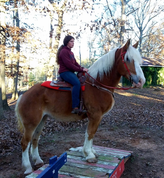 YOUR DREAM HORSE IS WAITINGBEGINNER DELUXE!!!! For Sale in Union