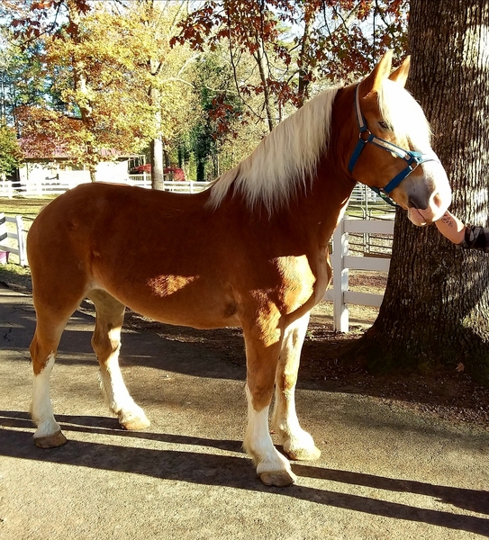 YOUR DREAM HORSE IS WAITINGBEGINNER DELUXE!!!! For Sale in Union