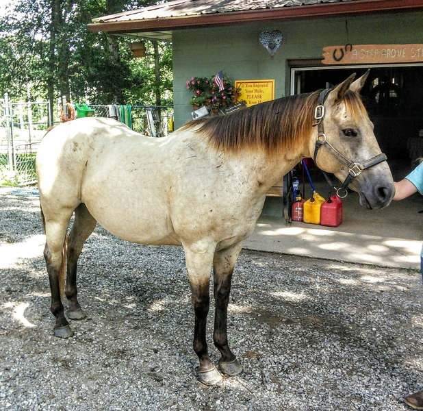 Looking for a great horse,TA-DA here he is.