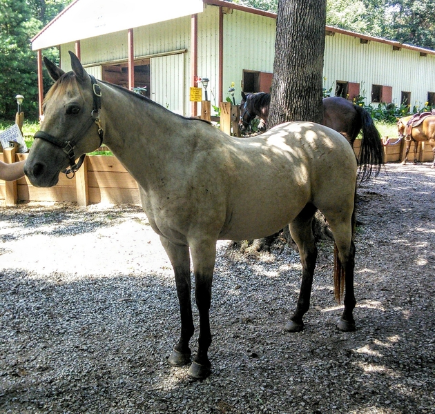 Looking for a great horse,TA-DA here he is.