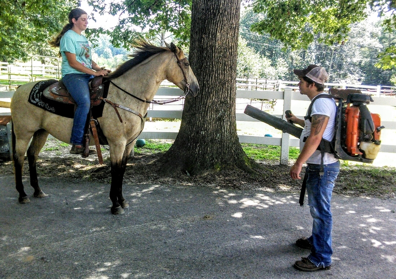 Looking for a great horse,TA-DA here he is.