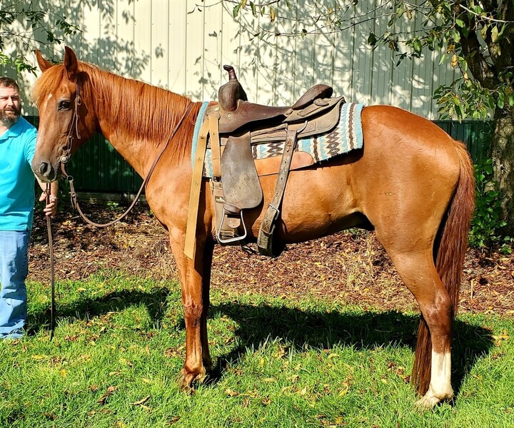 Beginners Gaited Gelding For Sale in United States of America Titus