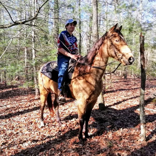 Buckskin Horses Quarter Horses For Sale