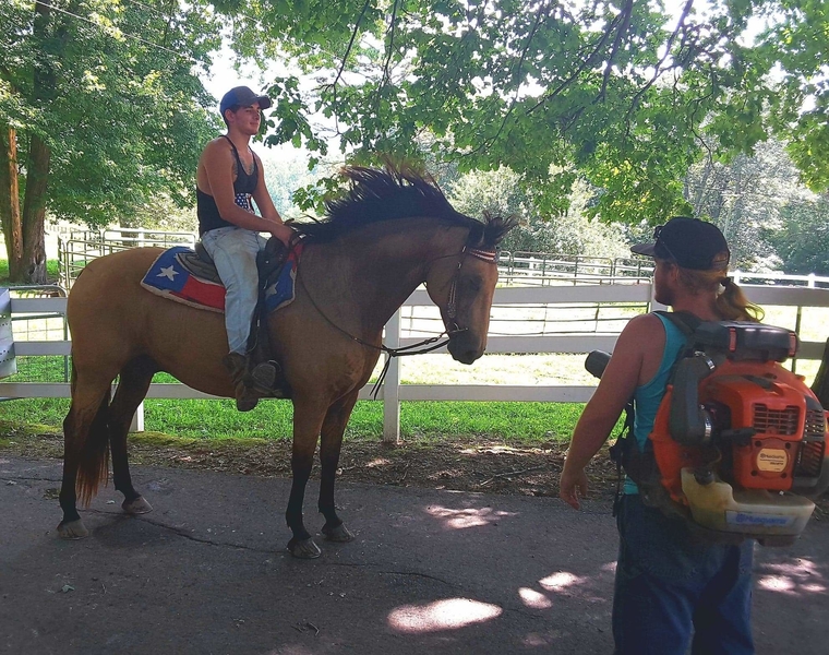 HOLD YOUR HORSES... Buckskin DREAM HORSE 