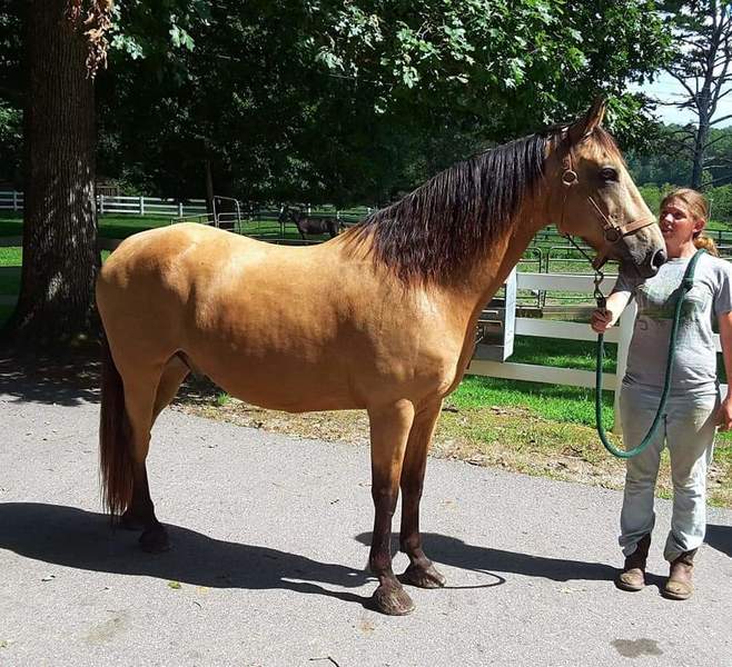 HOLD YOUR HORSES... Buckskin DREAM HORSE 